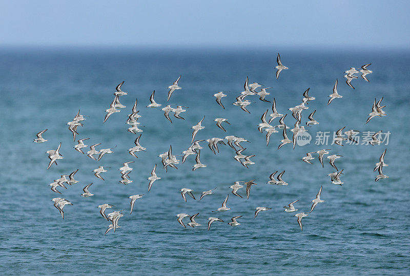 飞鱼(Calidris alba)